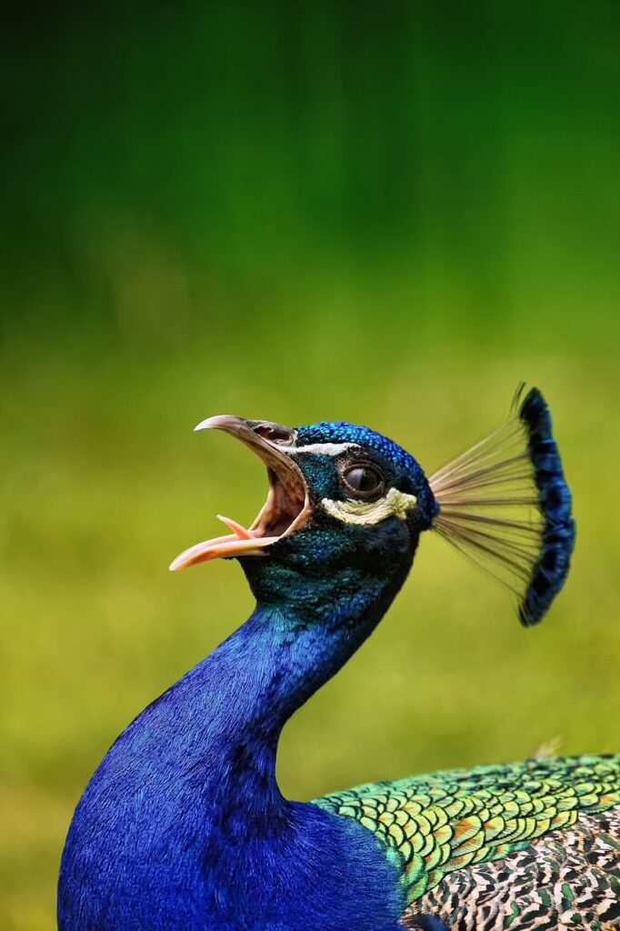 bird, peacock, beak-6059308.jpg