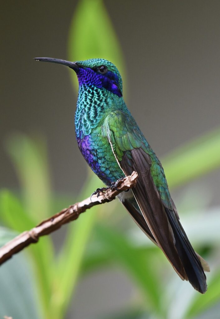 hummingbird, bird, perched-1823829.jpg