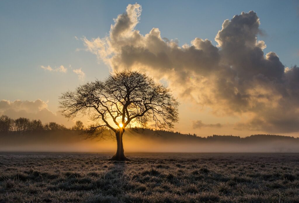 lone tree, tree, oak-1934897.jpg