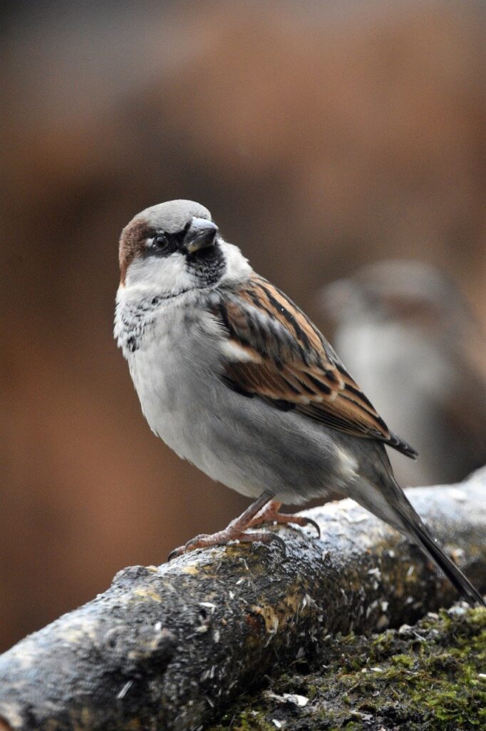 sparrow, bird, animal-8387465.jpg