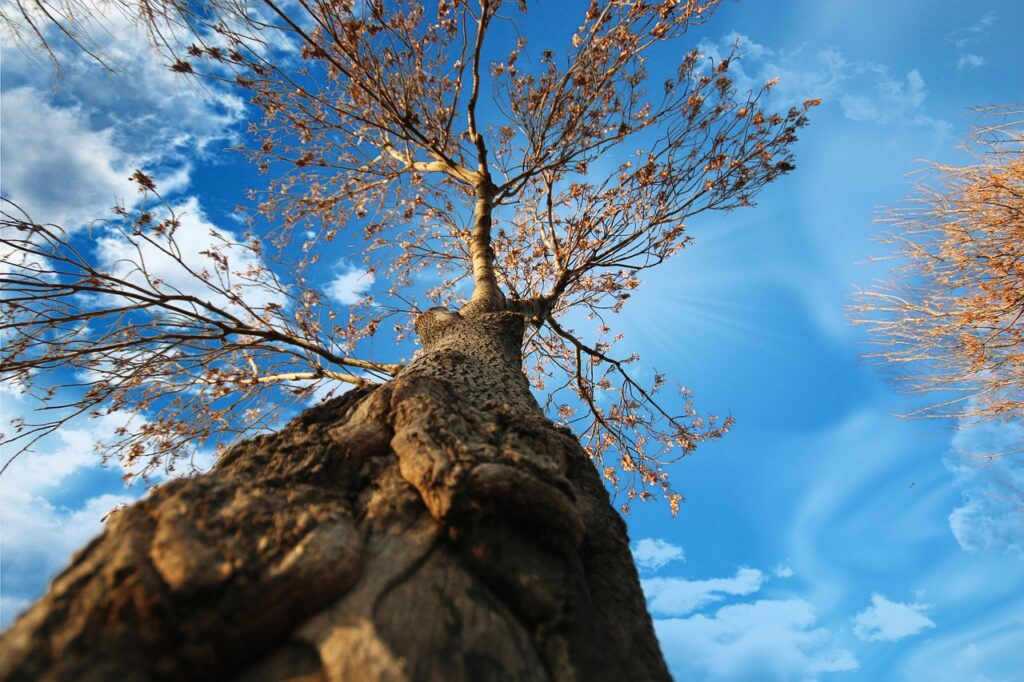 tree, trunk, leaves-5491570.jpg